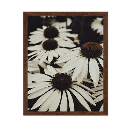 Quiet Daisy Bloom