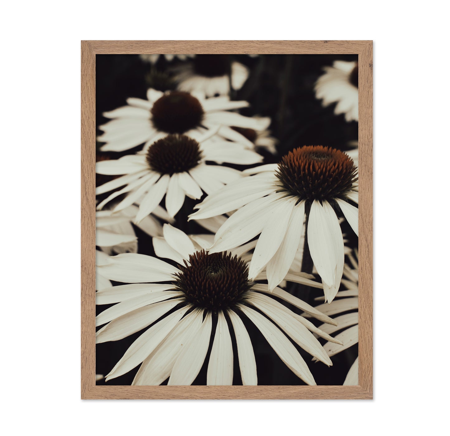 Quiet Daisy Bloom