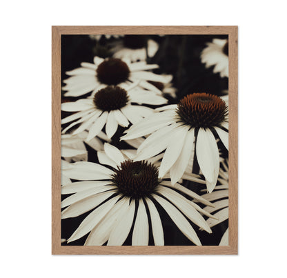 Quiet Daisy Bloom