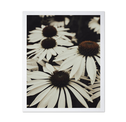 Quiet Daisy Bloom