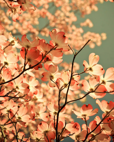 Pink Blossom Glow