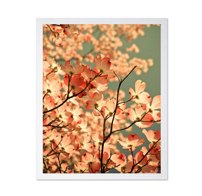 Pink Blossom Glow