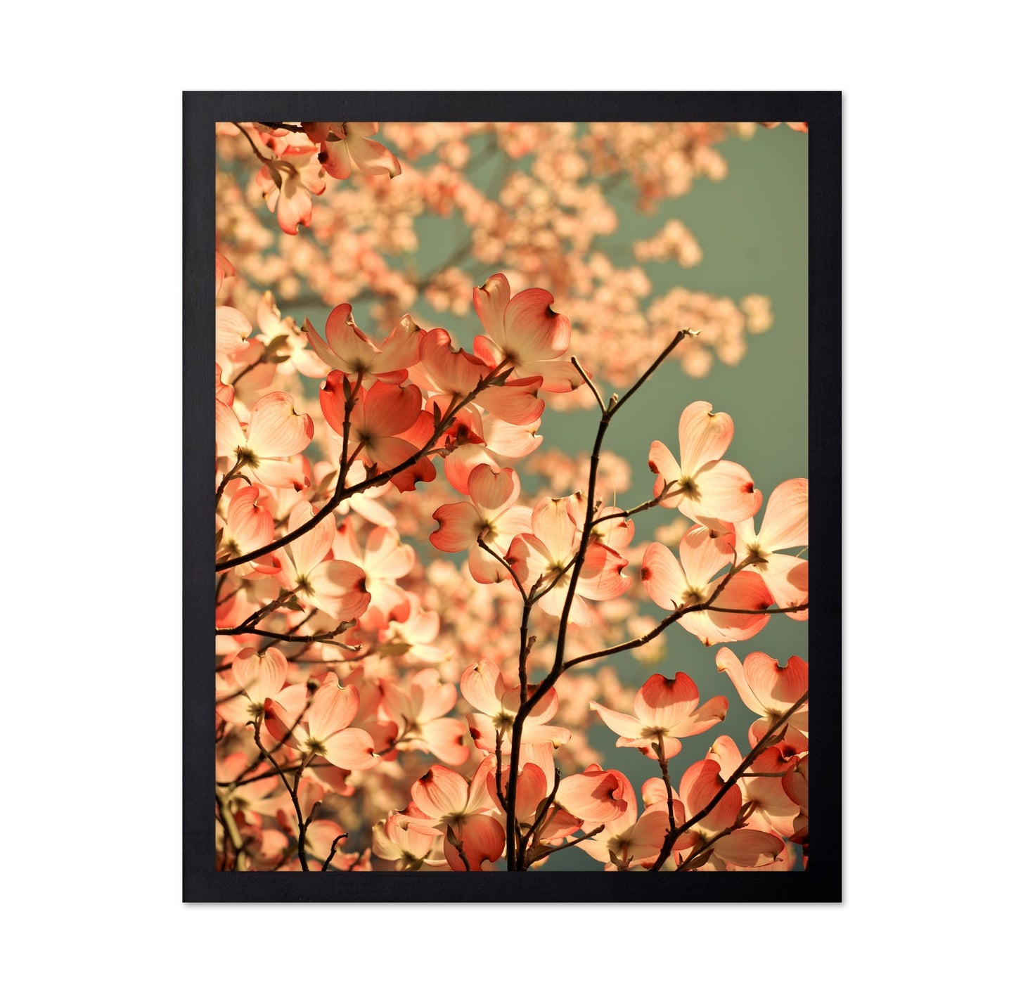 Pink Blossom Glow
