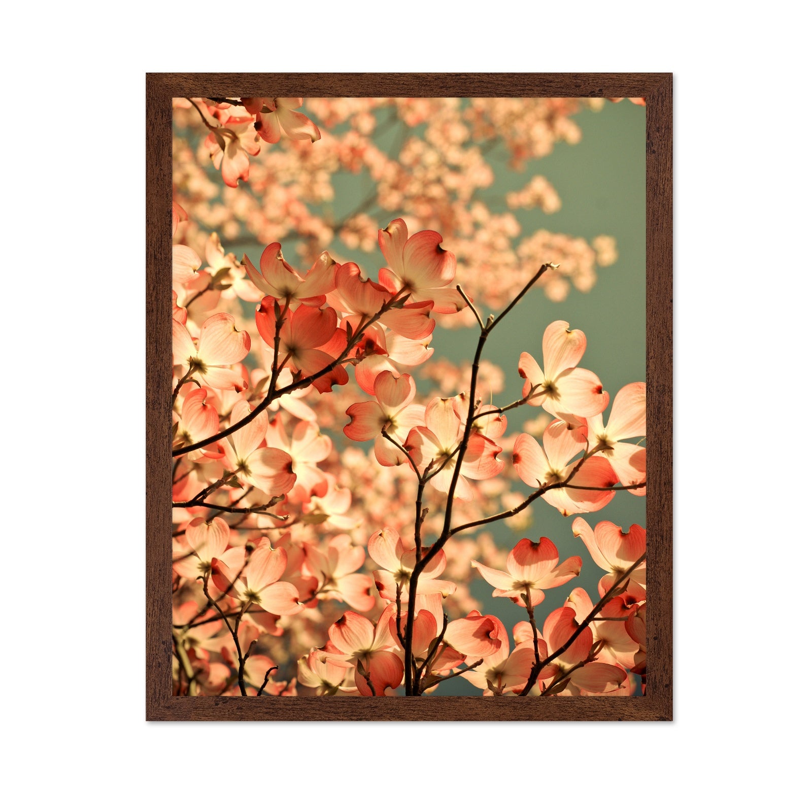 Pink Blossom Glow