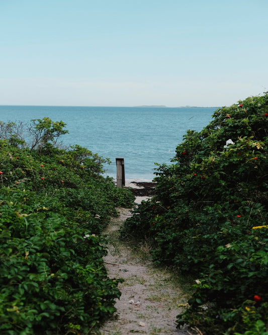 Coastal Garden Path No1
