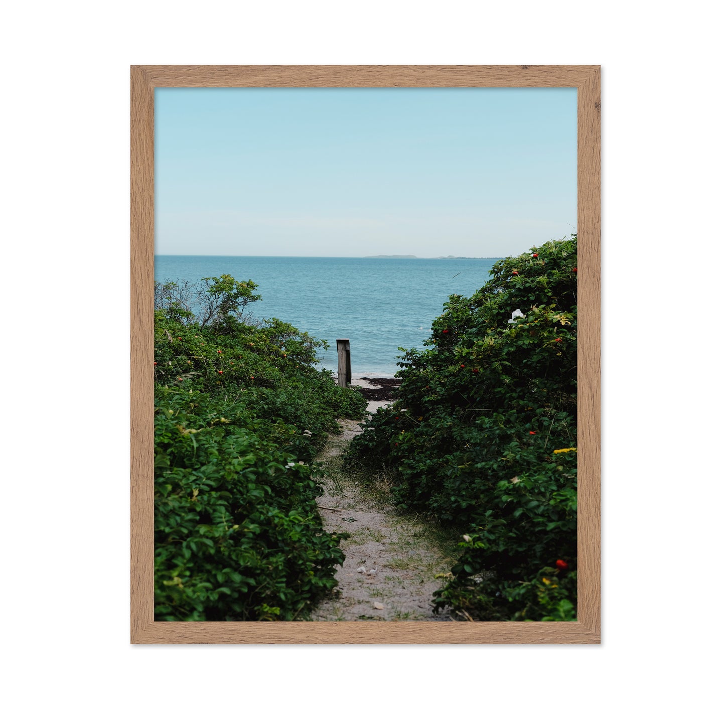 Coastal Garden Path No1