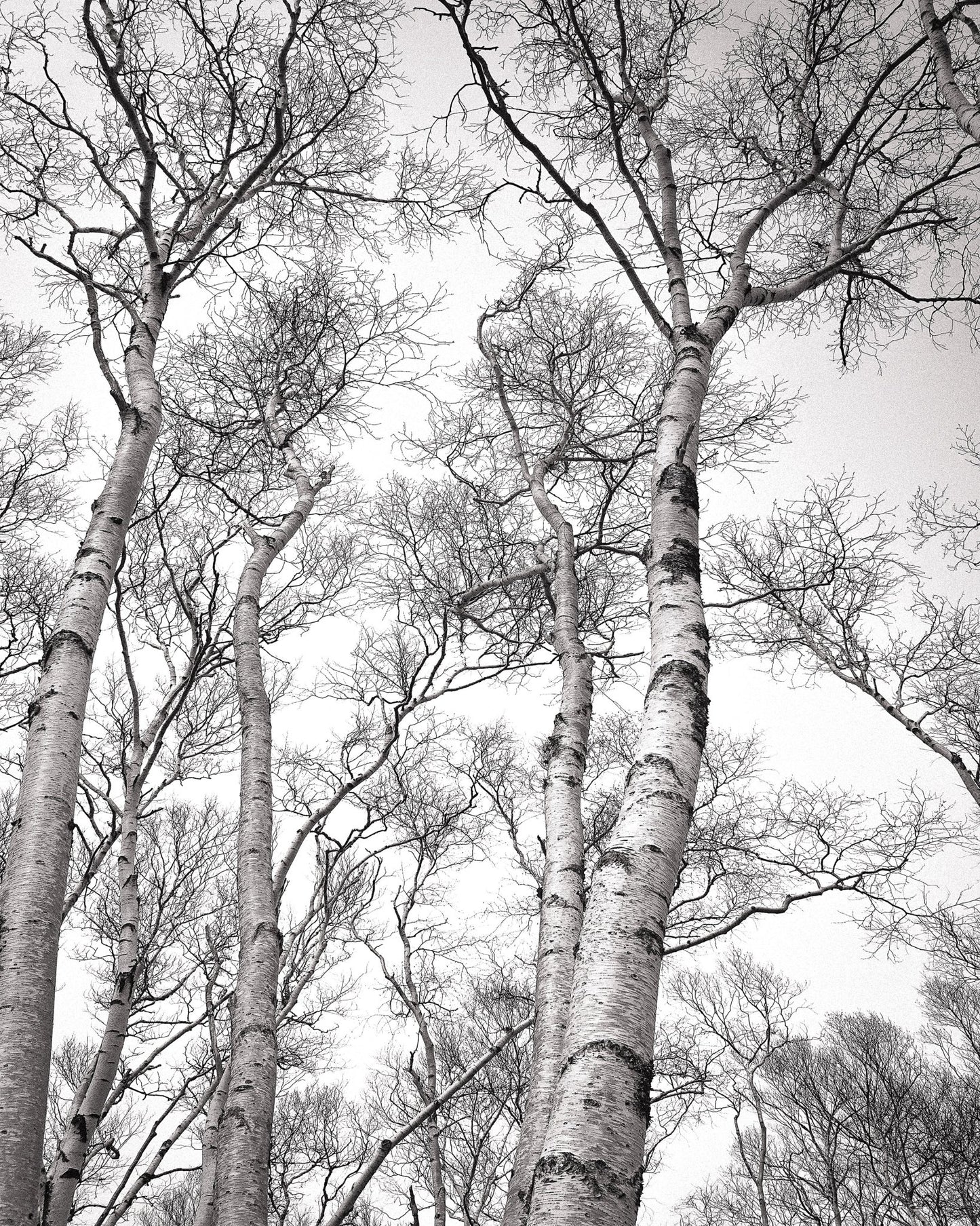 Birch Tree Canopy