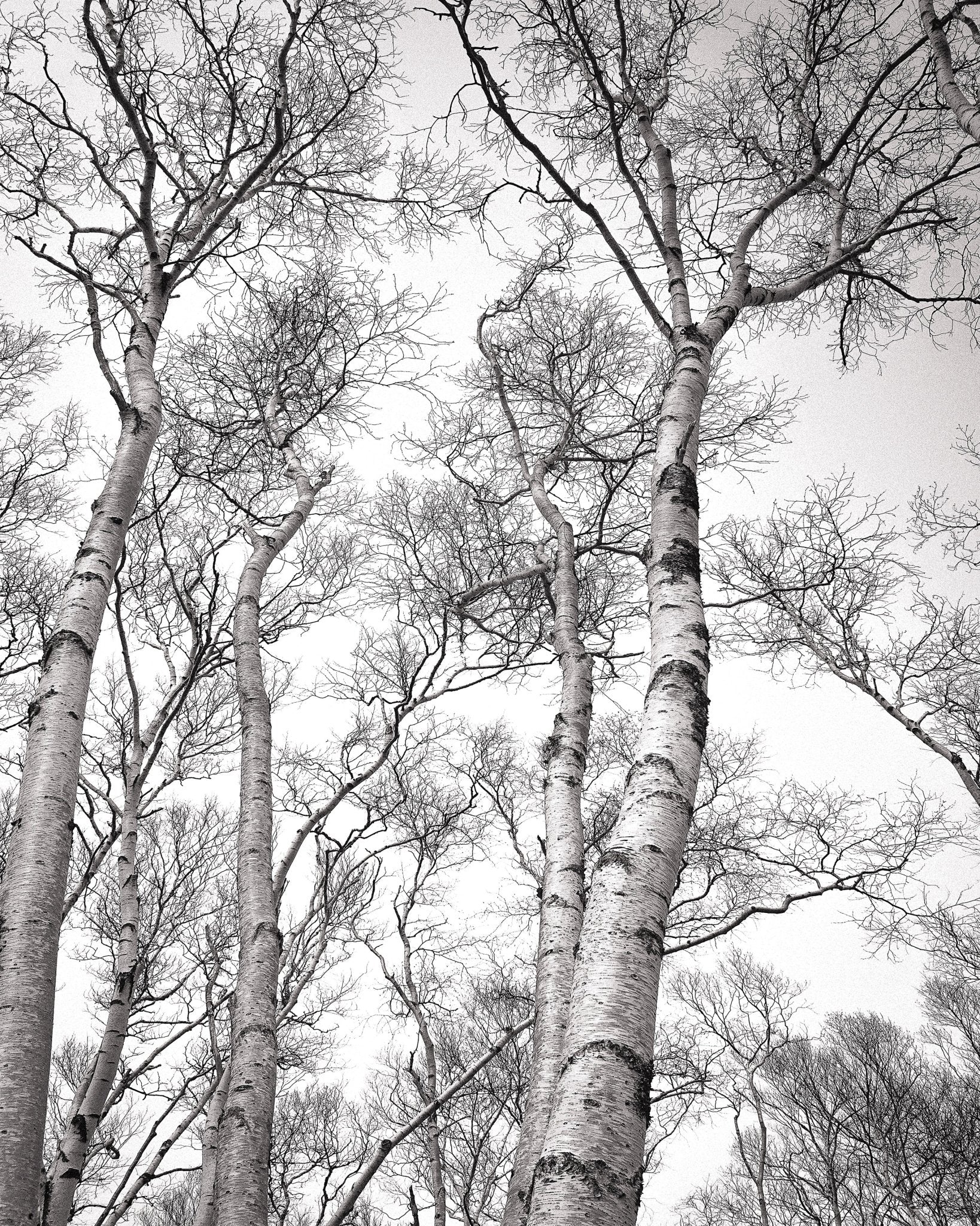 Birch Tree Canopy