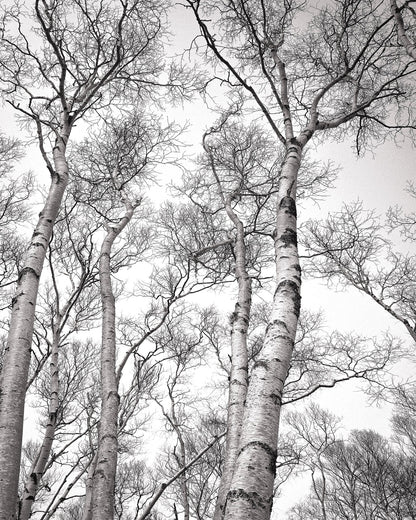 Birch Tree Canopy