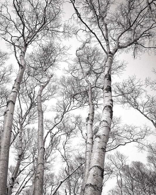 Birch Tree Canopy
