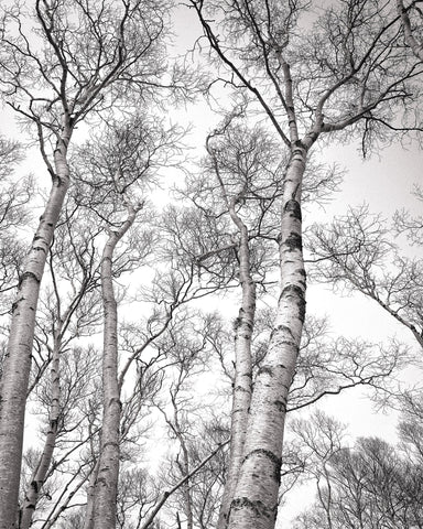 Birch Tree Canopy