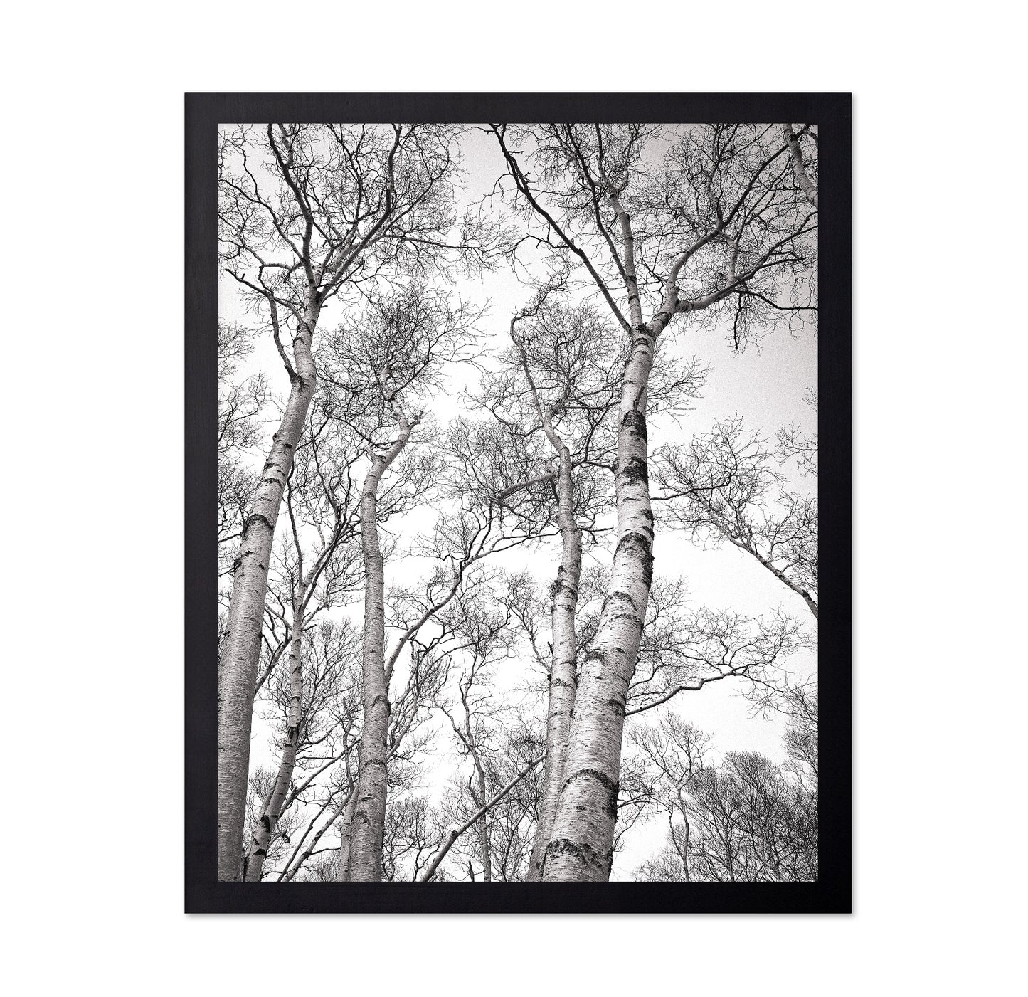 Birch Tree Canopy