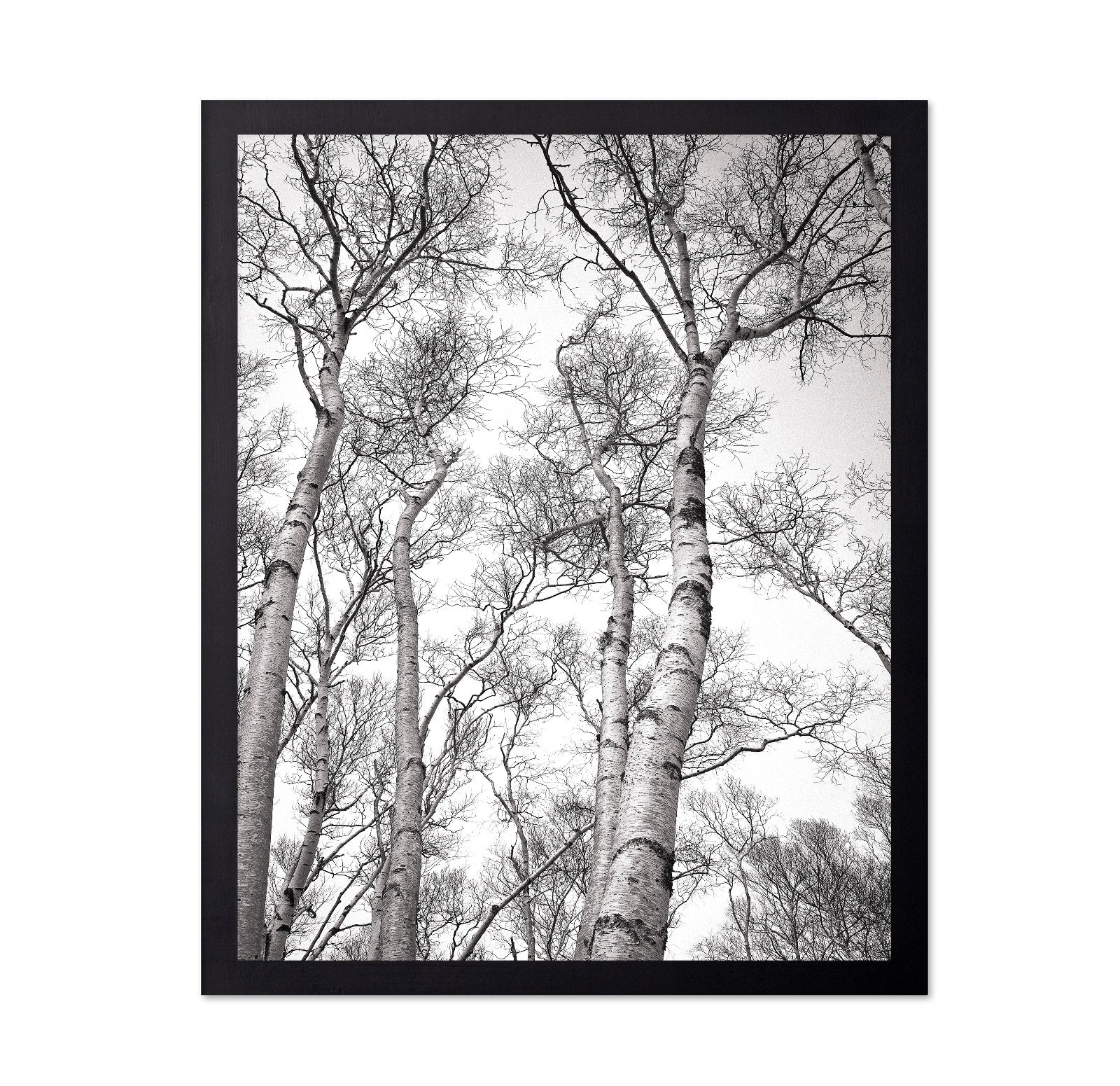 Birch Tree Canopy