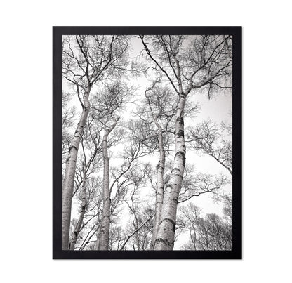Birch Tree Canopy