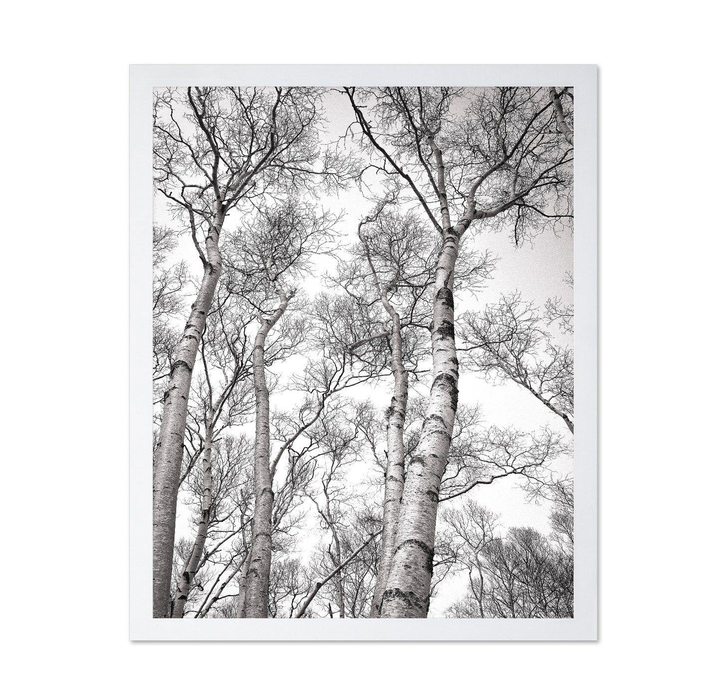 Birch Tree Canopy