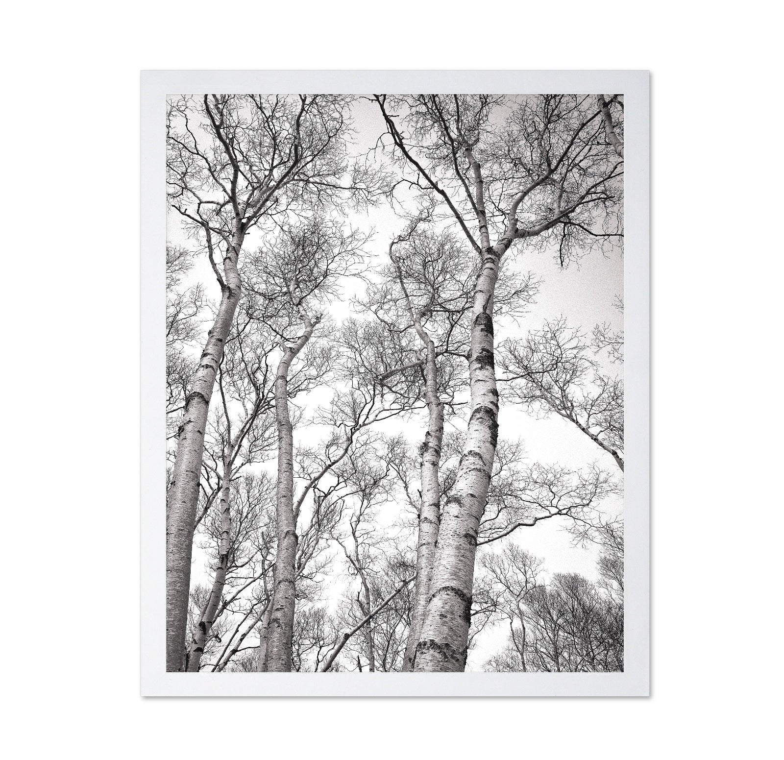 Birch Tree Canopy