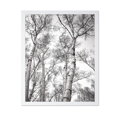 Birch Tree Canopy