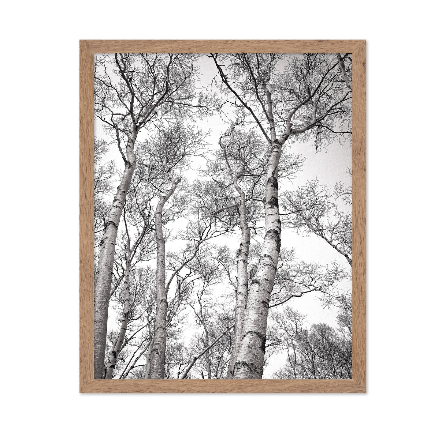 Birch Tree Canopy