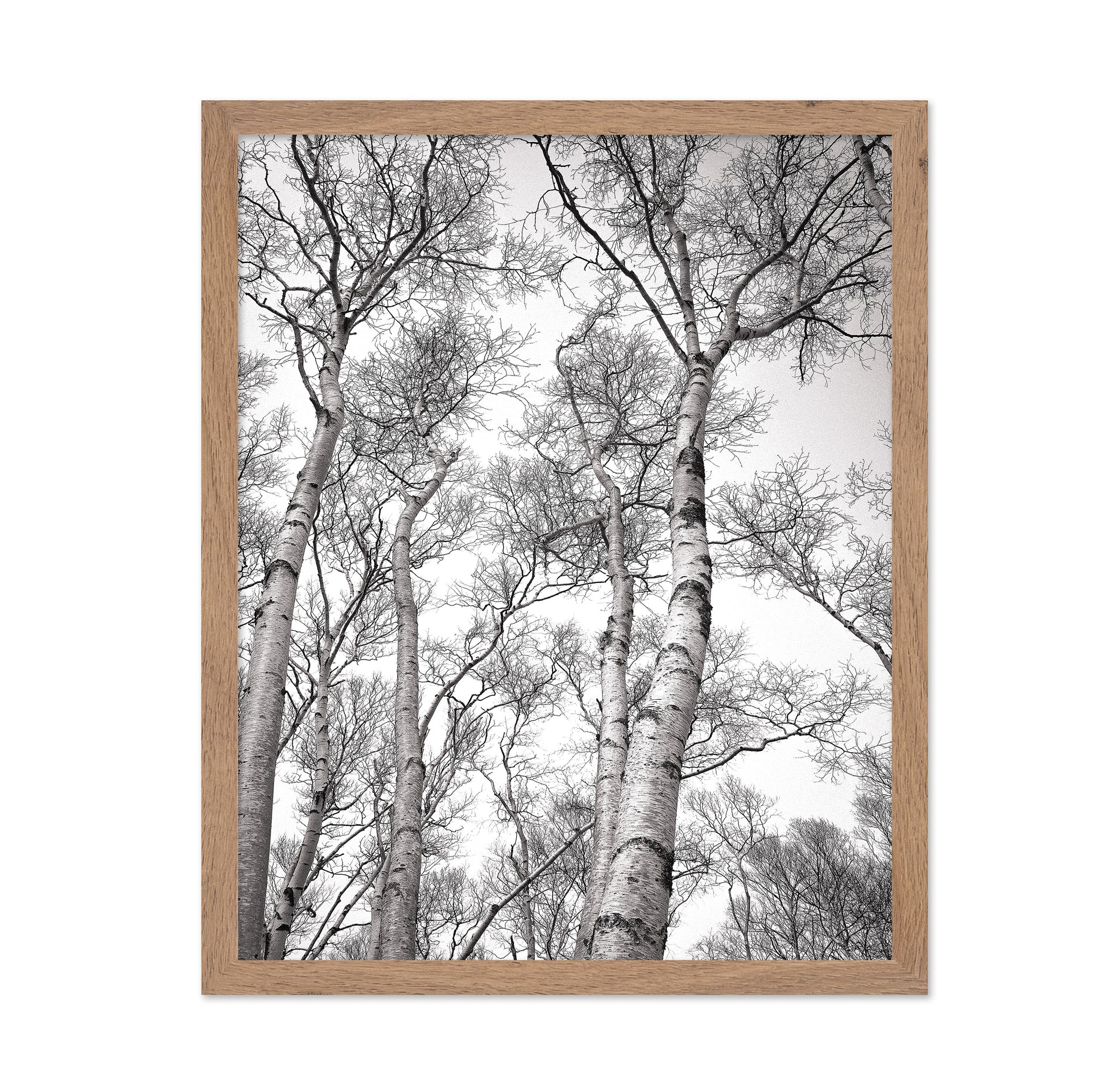Birch Tree Canopy