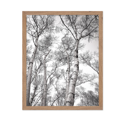 Birch Tree Canopy