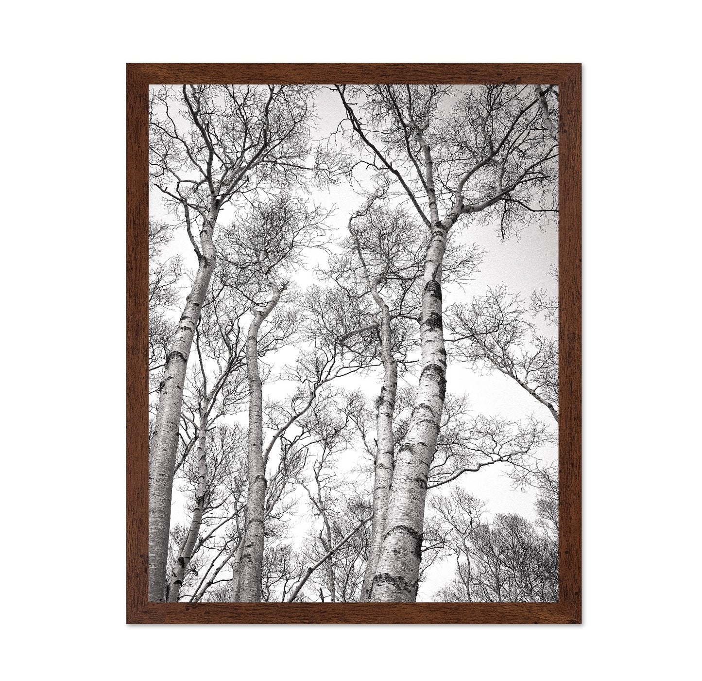 Birch Tree Canopy