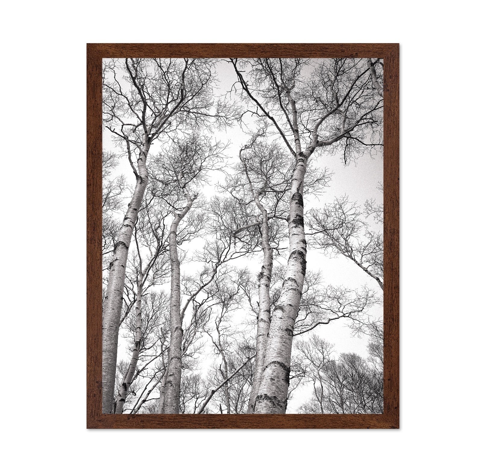 Birch Tree Canopy