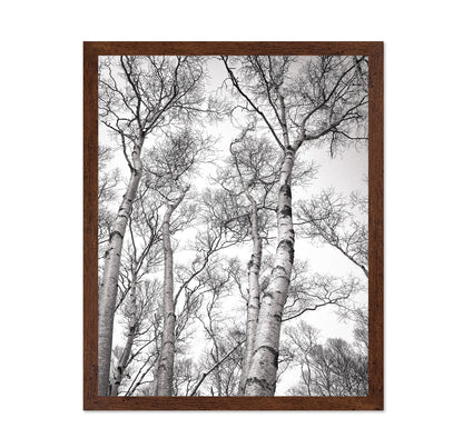 Birch Tree Canopy