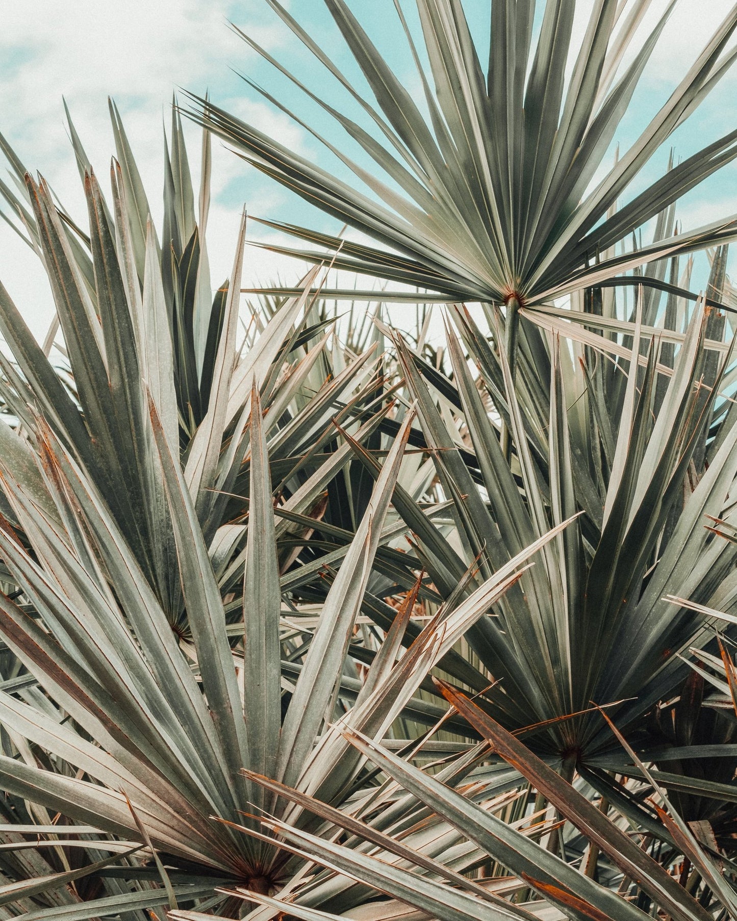 Tropical Palm Leaves No3