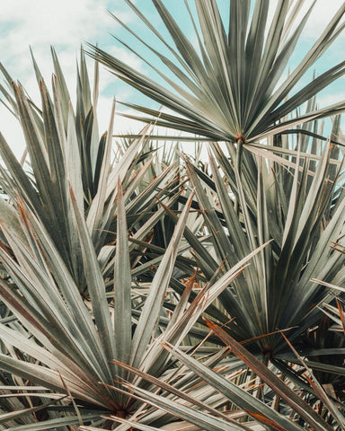 Tropical Palm Leaves No3