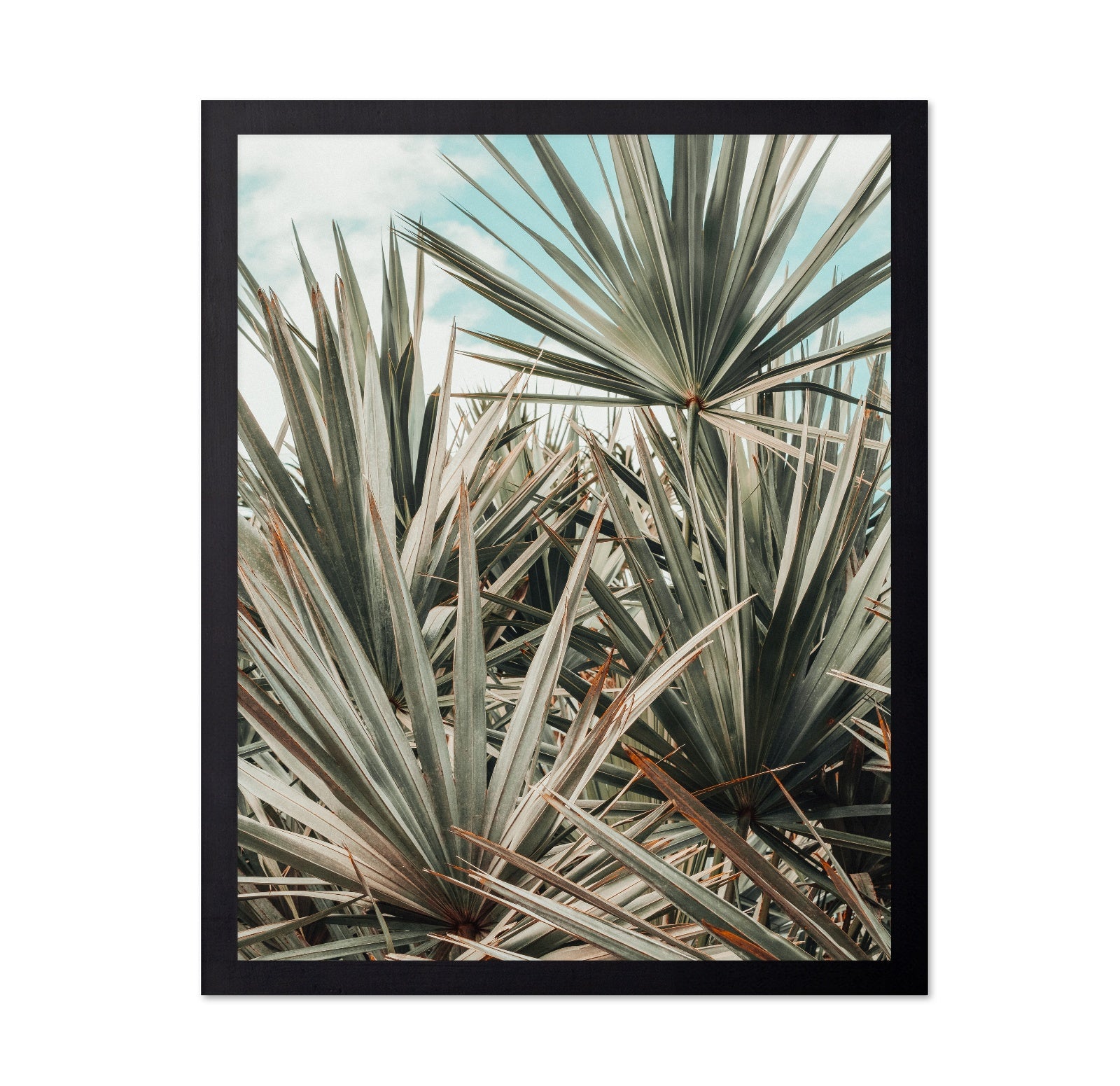 Tropical Palm Leaves No3