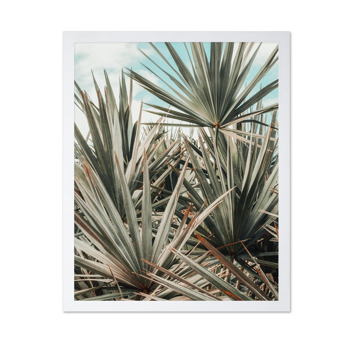 Tropical Palm Leaves No3