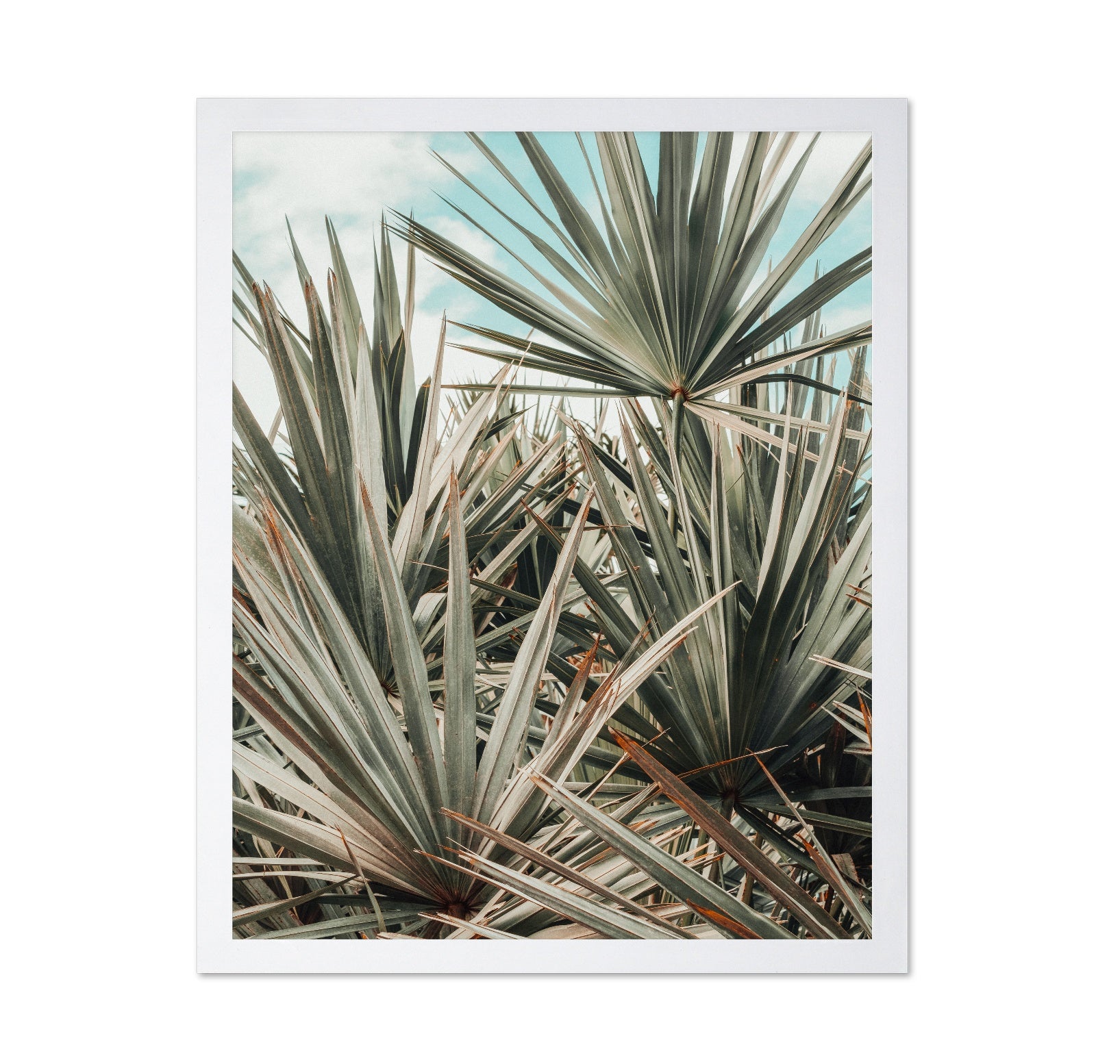 Tropical Palm Leaves No3
