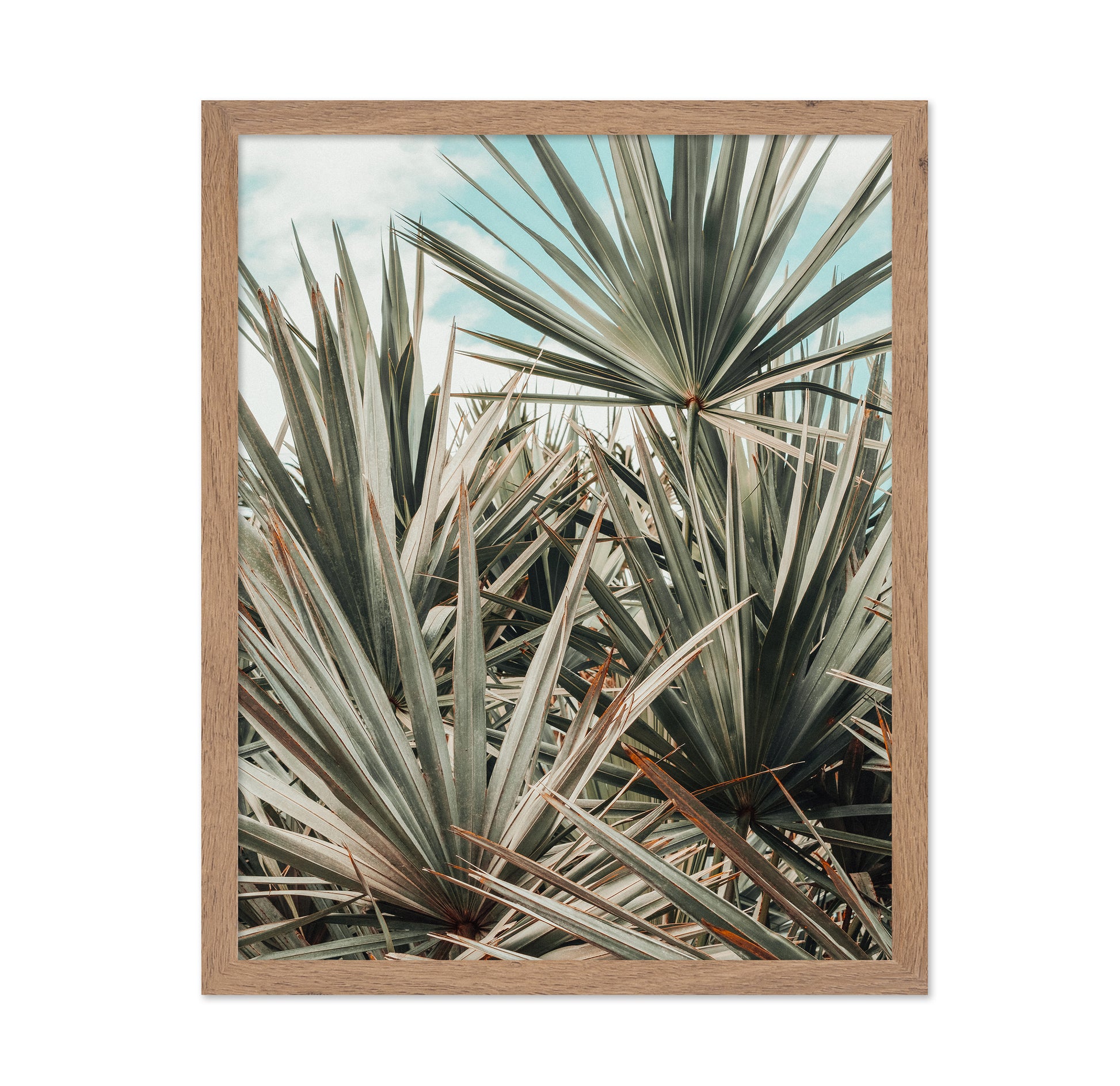 Tropical Palm Leaves No3