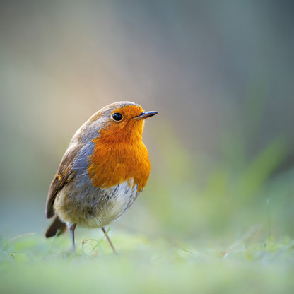 Robin Close Up