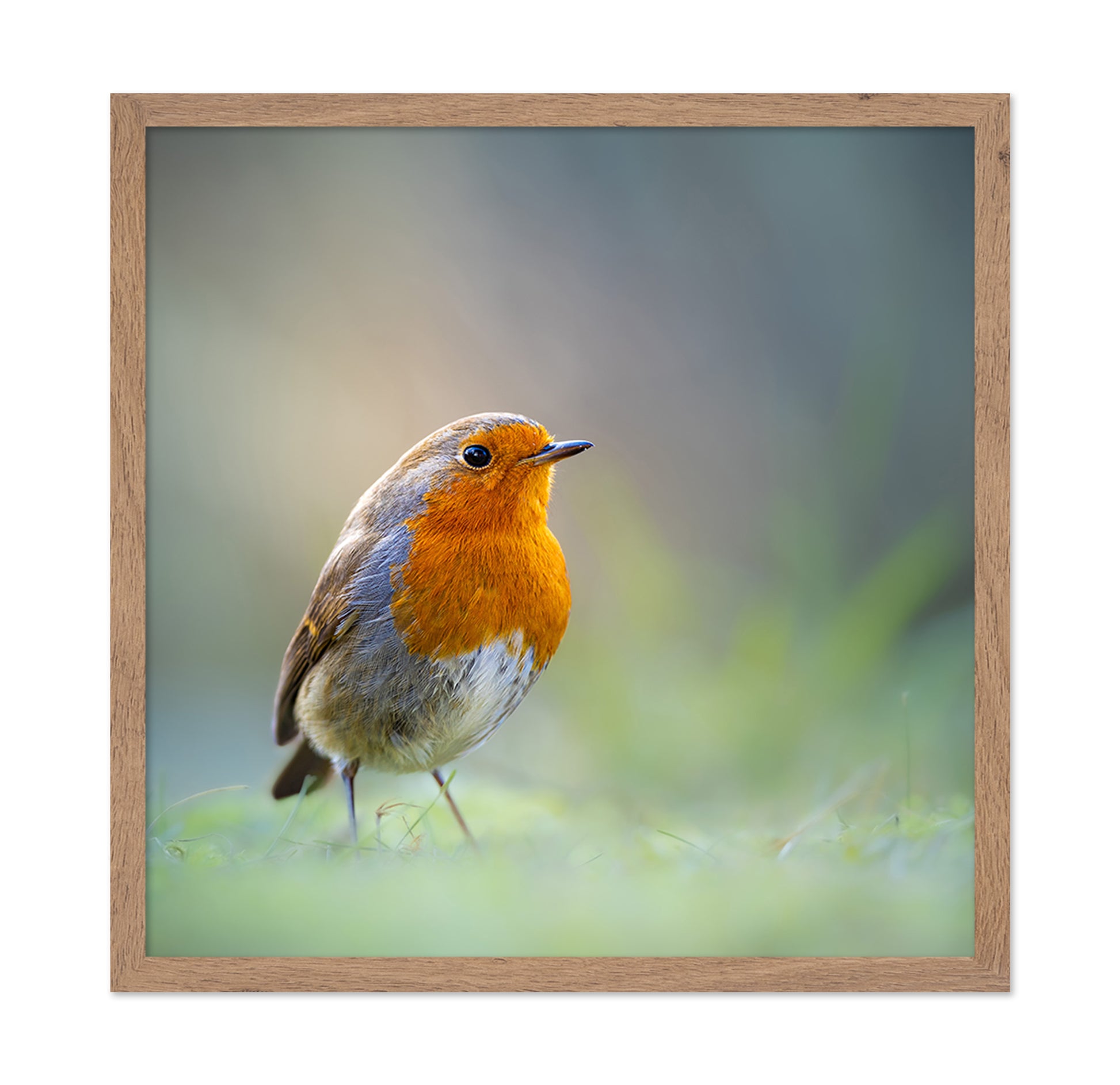 Robin Close Up