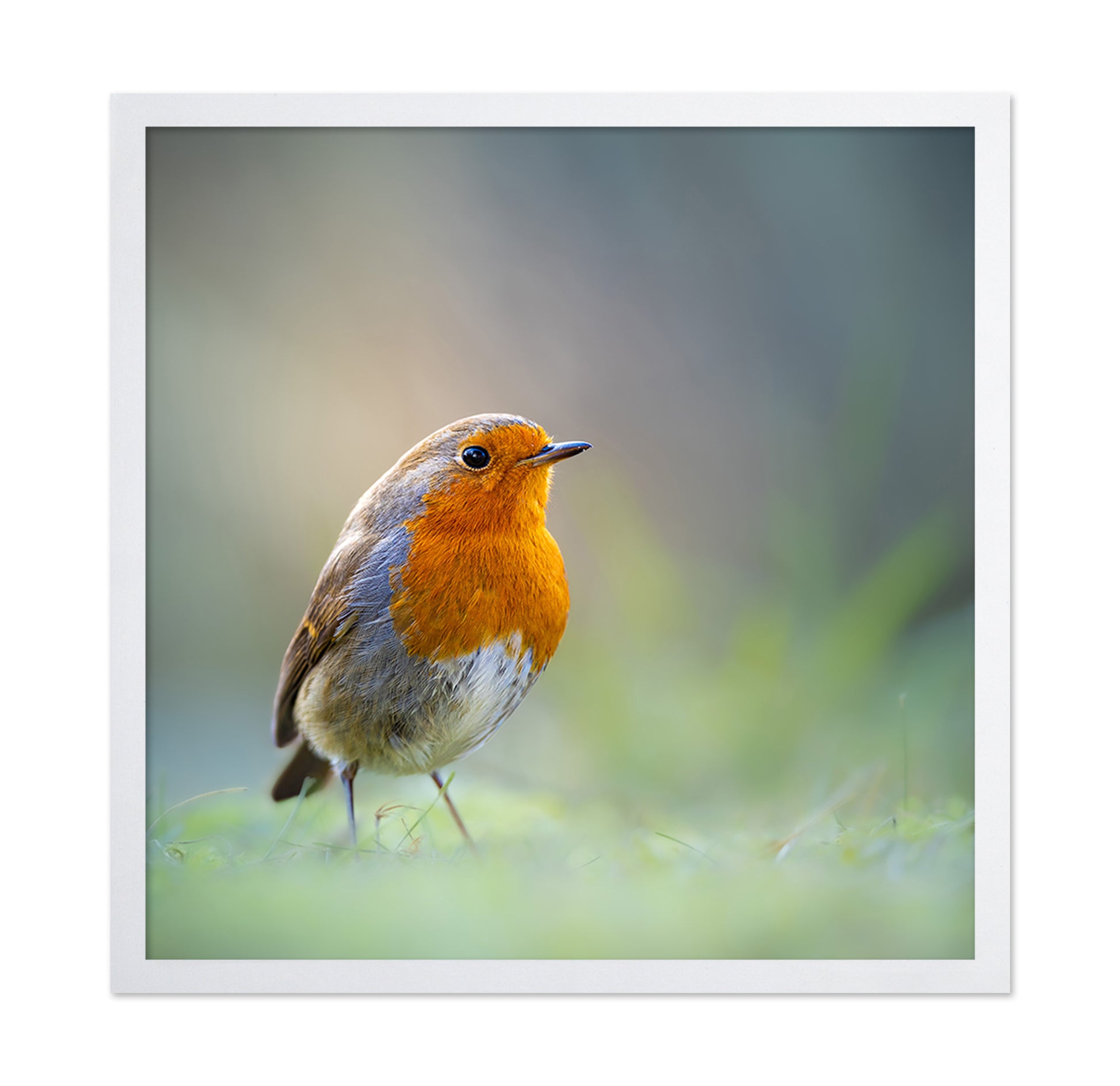 Robin Close Up