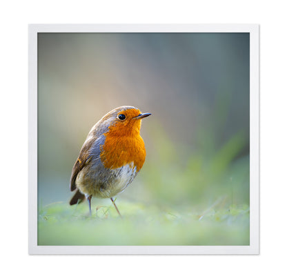 Robin Close Up