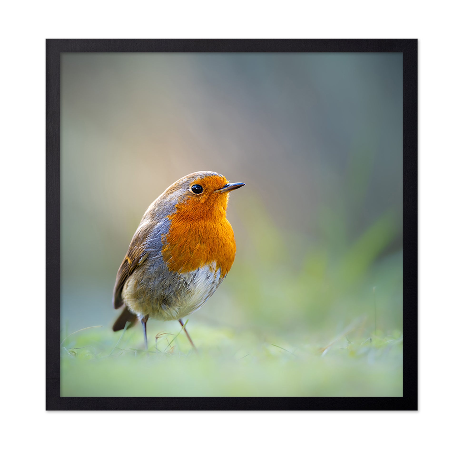 Robin Close Up