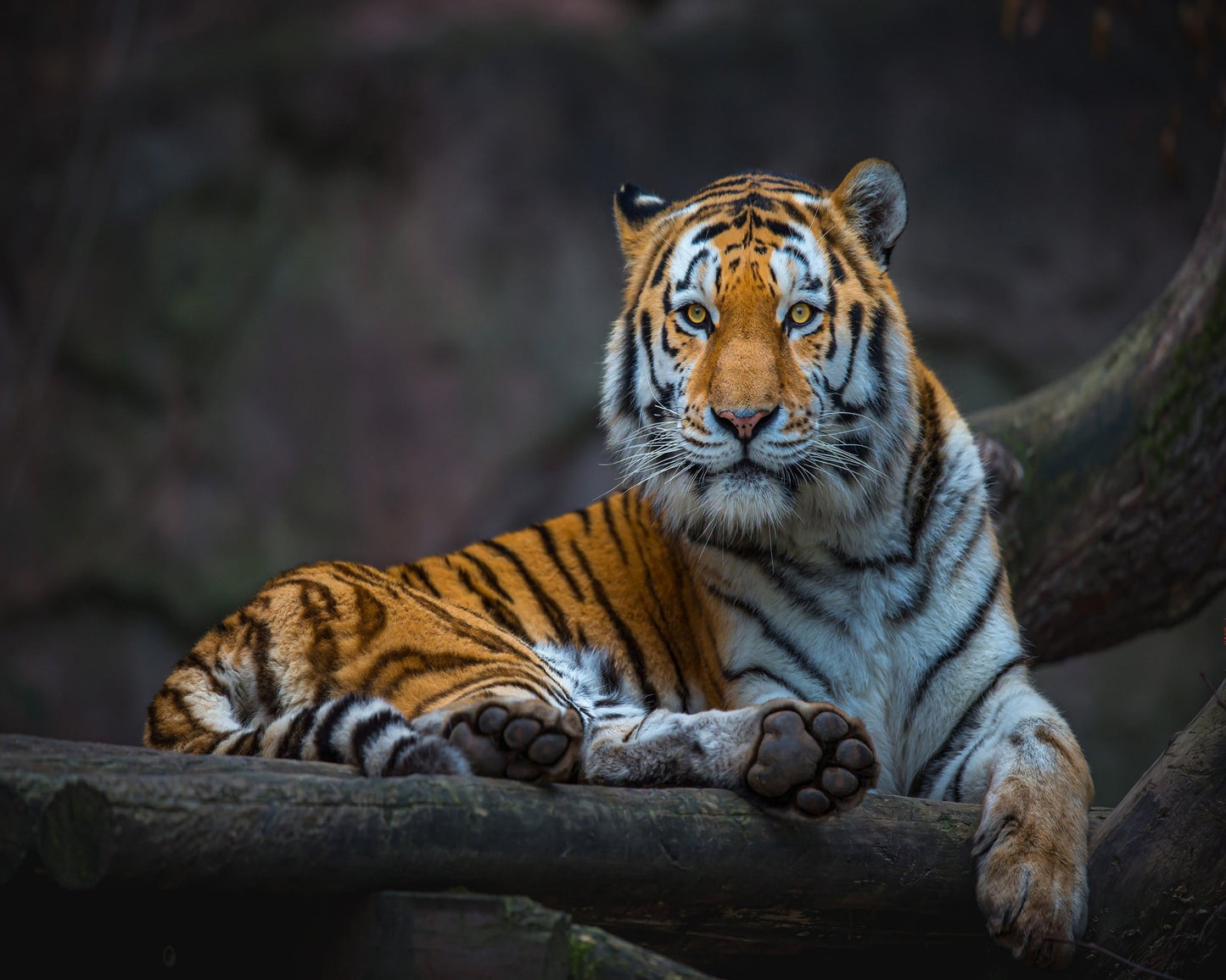Tiger In Focus