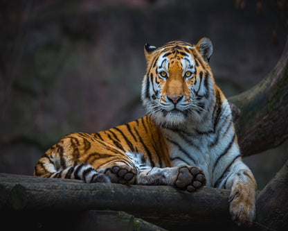Tiger In Focus