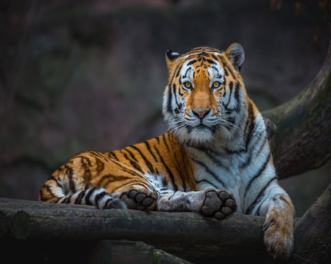 Tiger In Focus