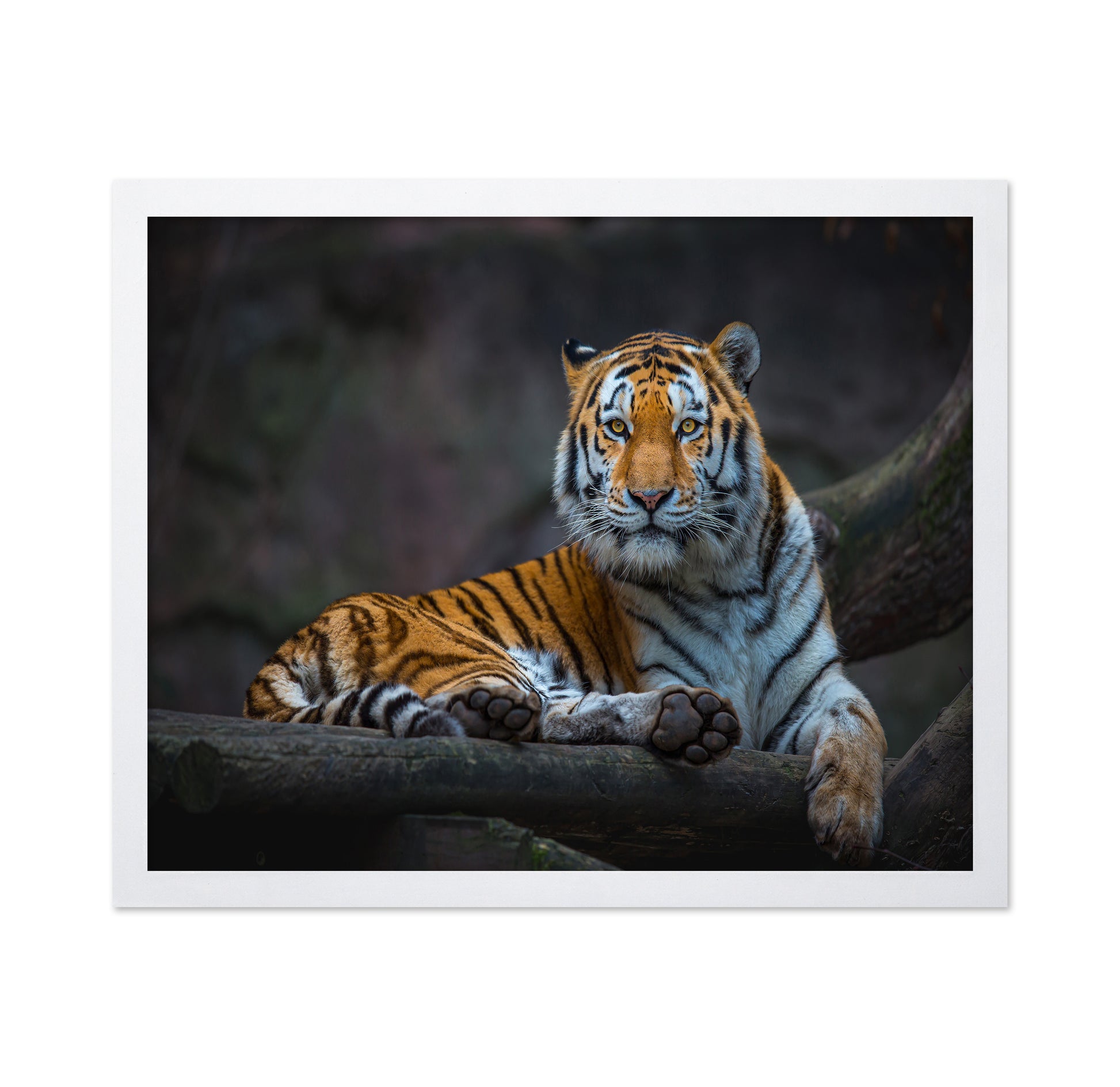 Tiger In Focus
