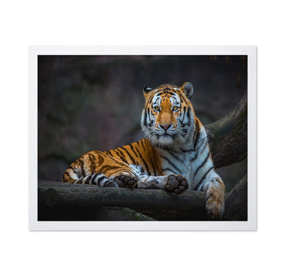 Tiger In Focus