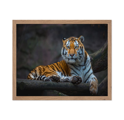 Tiger In Focus