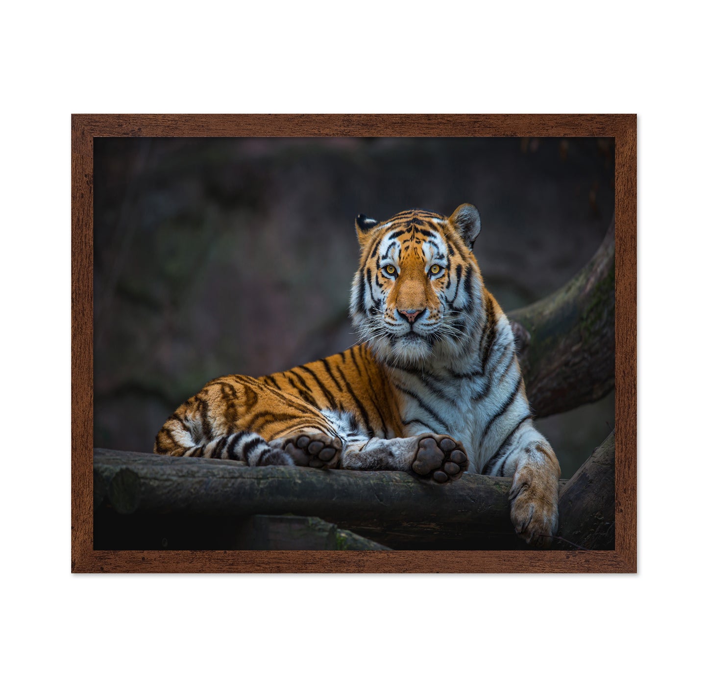 Tiger In Focus
