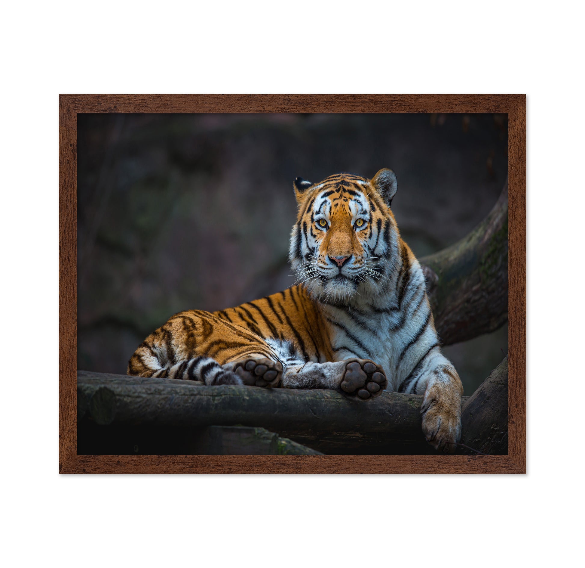 Tiger In Focus