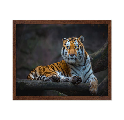 Tiger In Focus