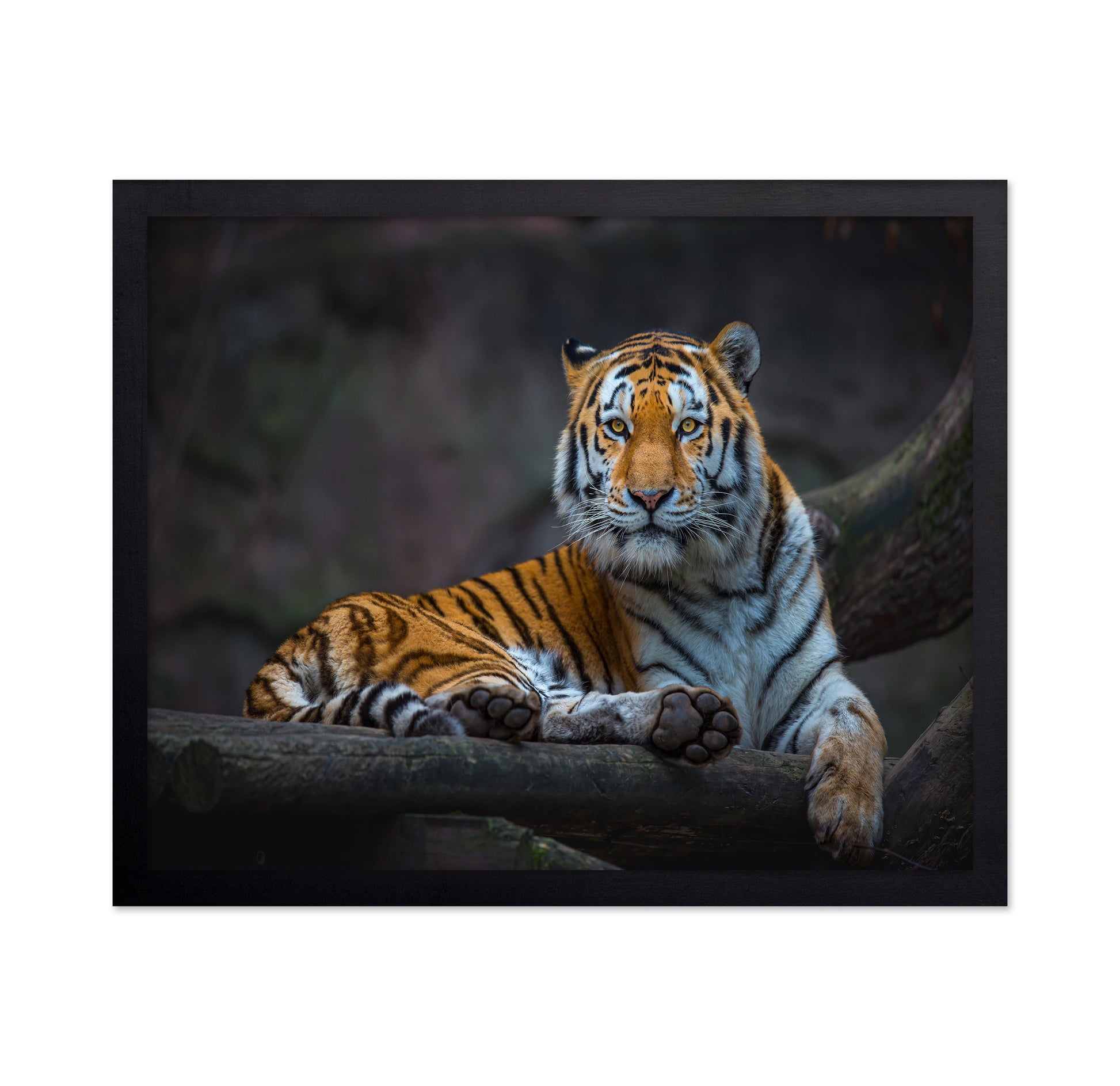 Tiger In Focus