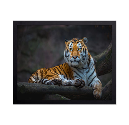 Tiger In Focus