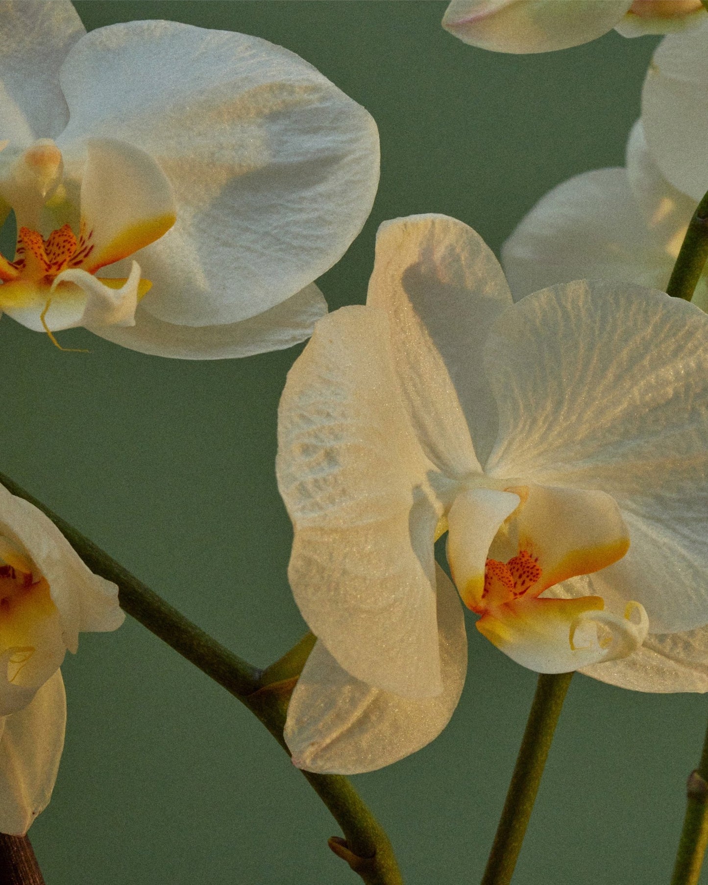 Soft Orchid Bloom
